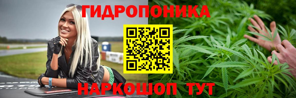 Шишки марихуана Ganja  Канабис сатива  Лабытнанги  Вход с VPN  Бошки Шишки план 